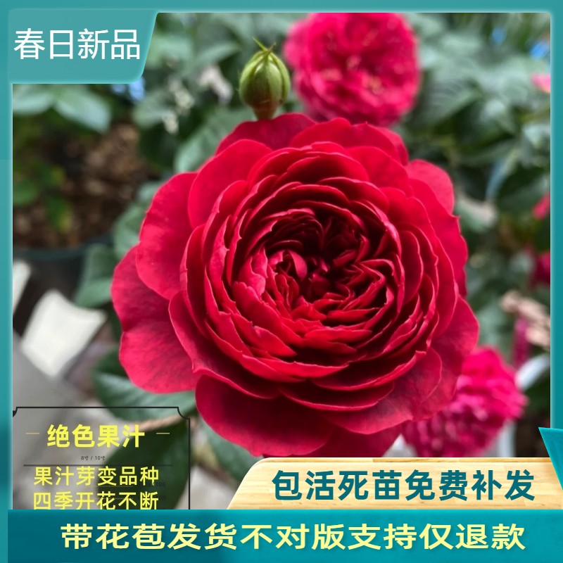 绝色果汁月季超勤花四季开花