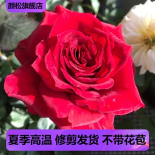 新品红丝绒月季花苗阳台种植玫瑰灌木多头勤花月季庭院盆栽花卉