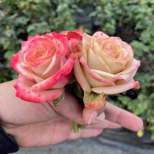 卡布奇诺咖啡色多头玫瑰花