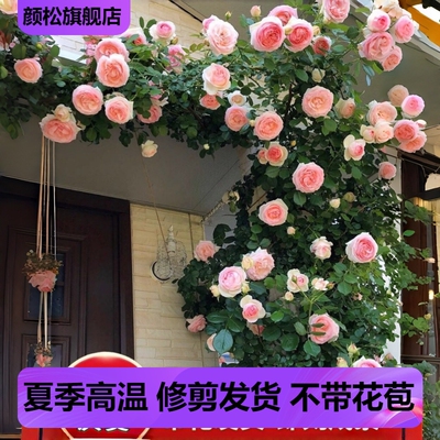 特大花藤本月季盆栽多季好养