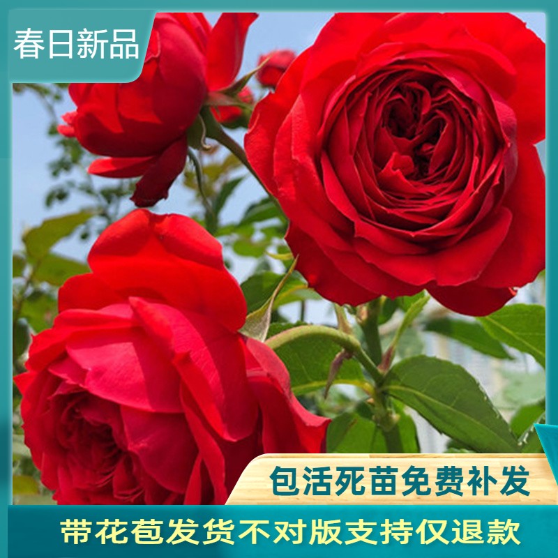 红苹果灌木月季正红色大花四季开