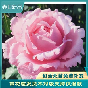 新品超大花 索菲罗莎 月季花淡粉色 多季节开花浓香长势好抗病强