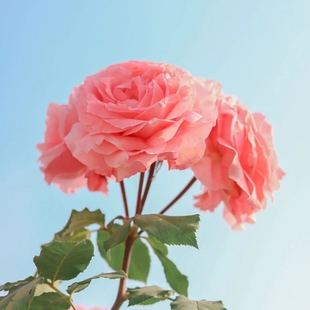 珊瑚果冻 四季开花浓香月季玫瑰 阳台大花勤花灌木不垂头耐晒欧月