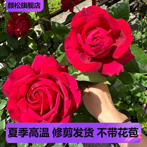 詹尼斯浓香超大花盆栽月季