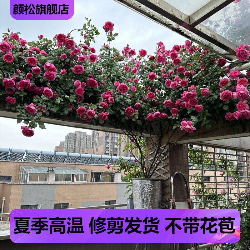 蔷薇大游行欧月大花浓香四季开花月季花苗爬藤月季花苗 藤本月季
