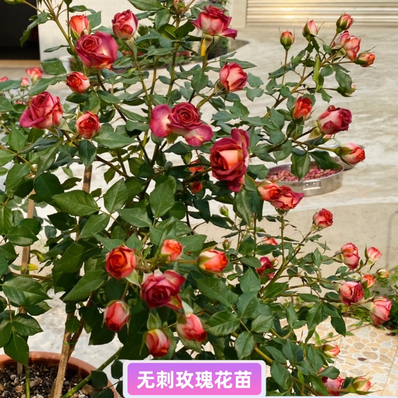 巧克力泡泡 无刺多头切花玫瑰 月季盆栽花苗阳台庭院丰花复古玫瑰