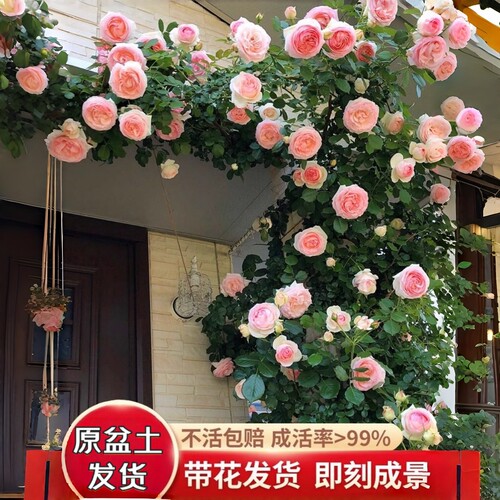 蔷薇花苗藤本月季特大花树墙微爬藤植物多季好养玫瑰盆栽花卉老桩
