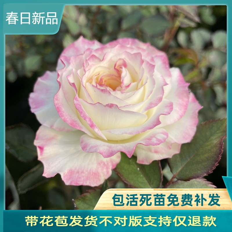 初妆灌木月季浓香多头勤花