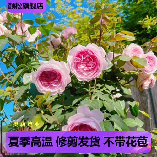奥莉薇亚oliva奥斯汀玫瑰月季花苗大花浓香多头四季开花阳台庭院