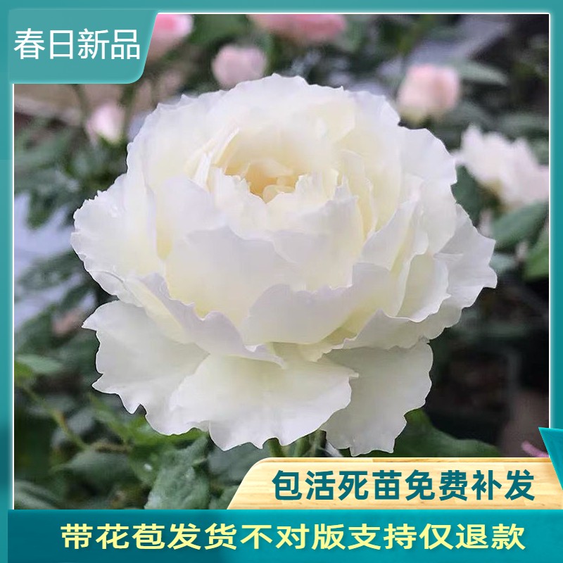 心之水滴浓香包子纯白或者带粉