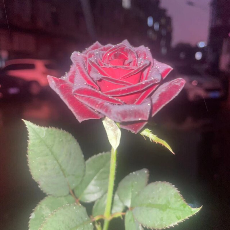 正版黑巴克月季玫瑰花苗盆栽紫黑色大花丝绒质感阳台月季花苗花卉