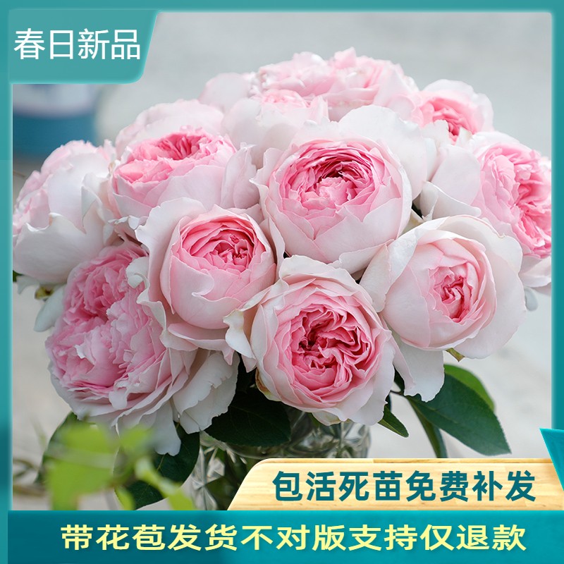 伊芙乙女心粉色浓香超大的包子