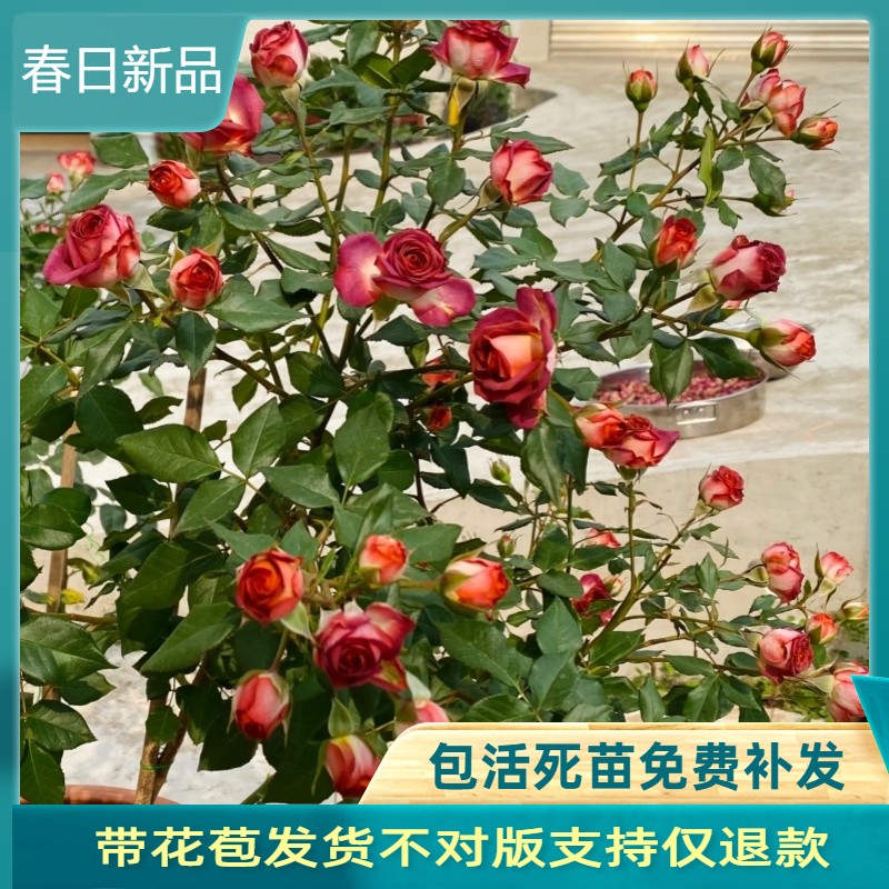 巧克力泡泡切花月季无刺多头