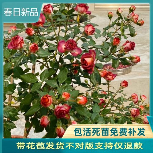 巧克力泡泡切花月季无刺多头