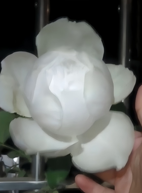 伊芙婚礼之路月季多季开大花浓香花苗纯白色玫瑰盆栽阳台观花植物