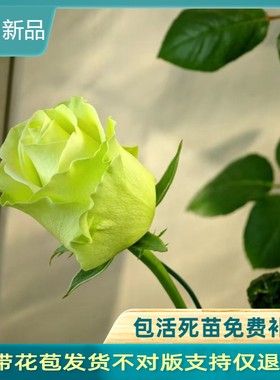 切花小乔 绿色渐变淡黄花朵月季花苗四季开别墅花卉玫瑰盆栽天狼