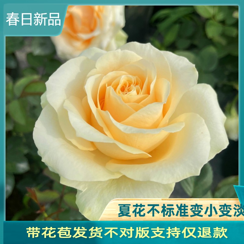 蜜桃雪山香槟玫瑰经典切花超大花