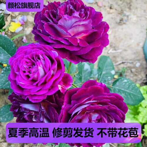 合唱团灌木月季变色多头大花浓香