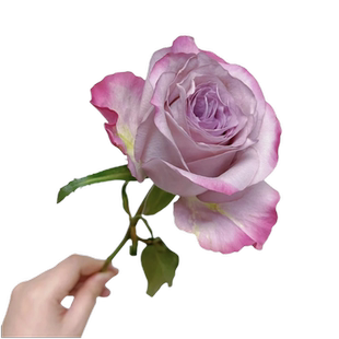 气场 复古灰紫色调 超新品扦插高级切花玫瑰花苗盆栽地栽月季花苗