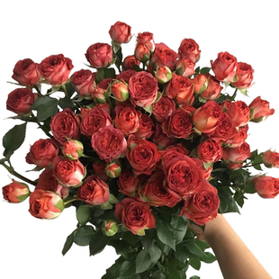 巧克力泡泡 无刺多头切花玫瑰 月季盆栽花苗阳台庭院丰花复古玫瑰