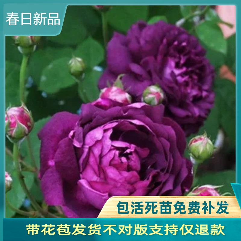比利时灌木月季紫色花浓香多头