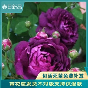 比利时大花浓香月季花苗蓝紫浓香玫瑰阳台花园花卉绿植盆栽密涅瓦