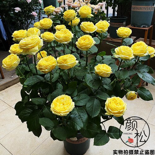 黄色浓香切花玫瑰花苗卡特琳娜阳台月季花盆