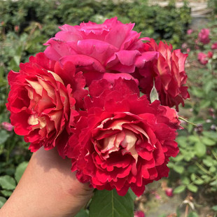 欧月灌木 马萨德医生 月季花苗大花浓香玫瑰阳台花园露台绿植花卉