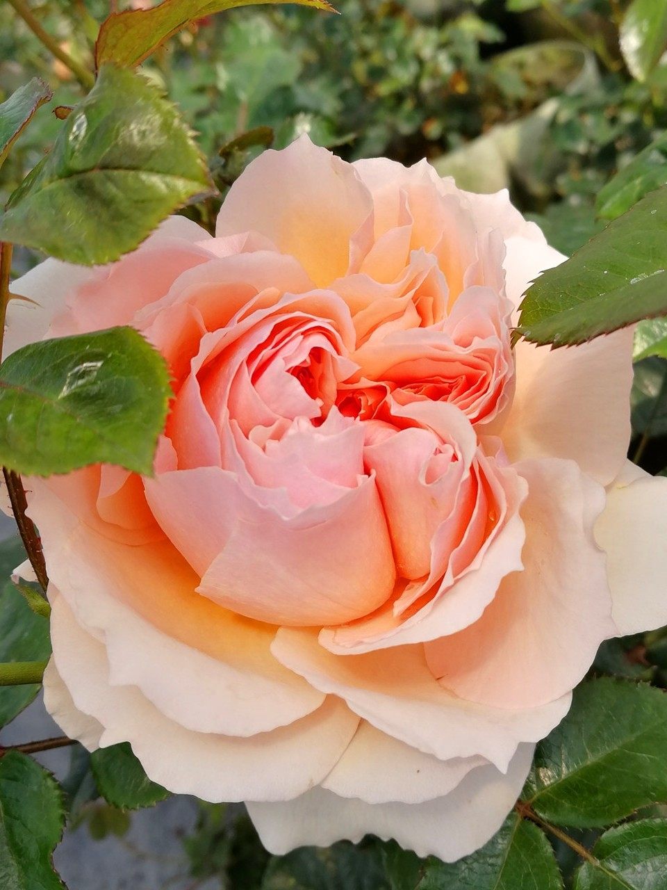 真宙 大花浓香耐热日月 灌木月季浓香粉色阳台庭院盆栽花卉绿植