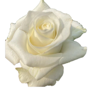 新品白巧克力月季玫瑰特大花苗切花盆栽四季灌木庭院阳台花卉植物