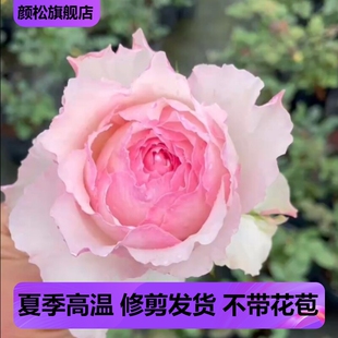 佩尔朱克 灌木月季玫瑰花大苗日月浓香庭院切花阳台盆栽四季开花