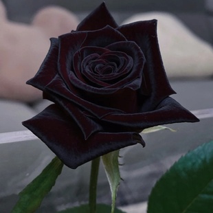 黑巴克玫瑰月季 开阳台庭院花卉绿植物 花大苗丝绒质感强暗红色四季