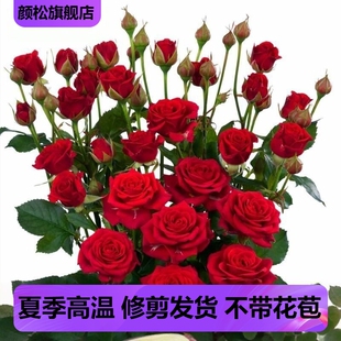 娜塔莉多头玫瑰灌木月季勤花多开超长花期盆栽好养花卉四季开花