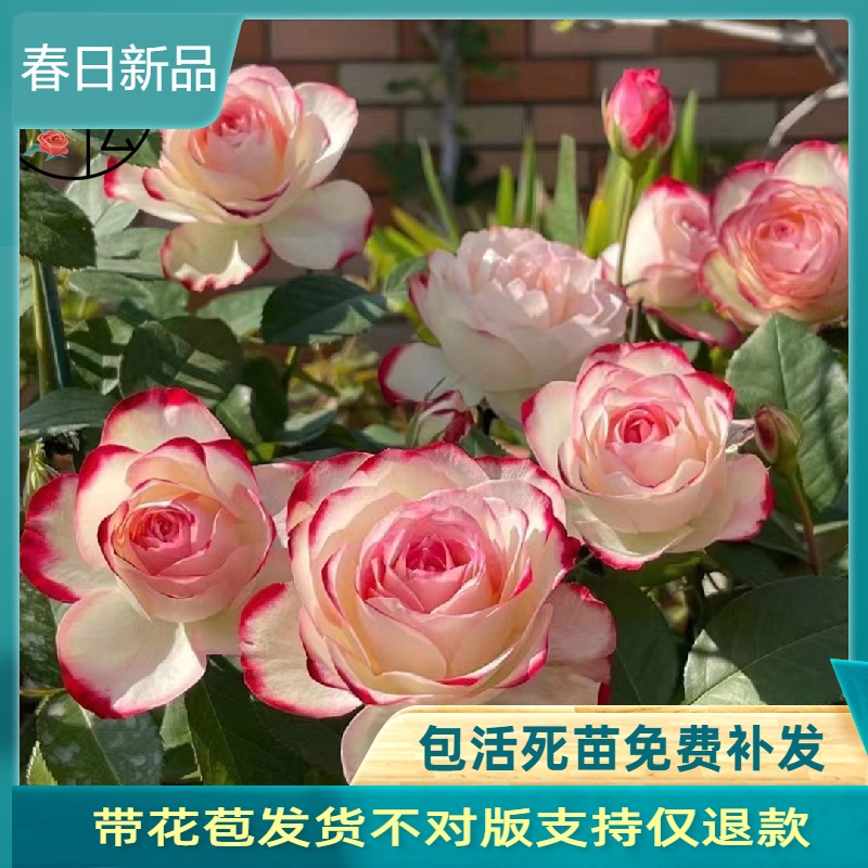 摩纳哥公爵复色月季勤花大花浓香