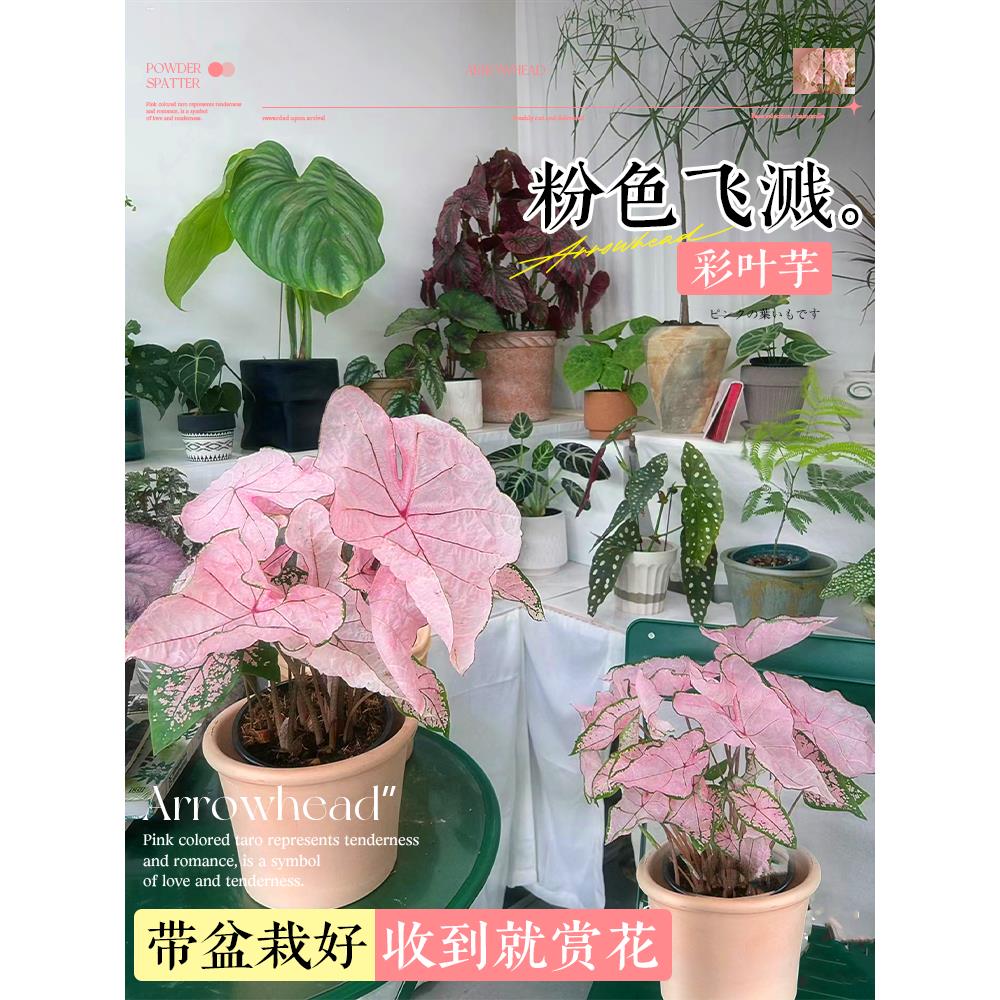 彩叶芋盆栽种球网红绿植白色恋人室内芋类植物花卉粉色阳台好养活