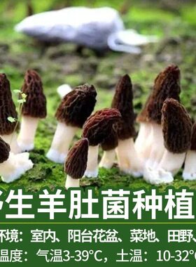 野生菌羊肚菌种高产菌包居家人工种植食用菌蘑菇阳台四季盆栽新鲜