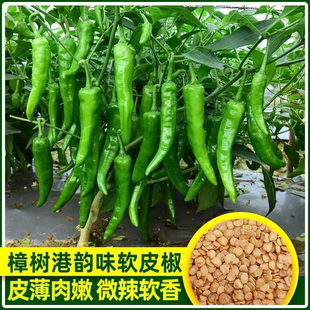 樟树港椒种子樟树辣椒种子优质清香薄皮辣椒新种春秋四季播种蔬菜