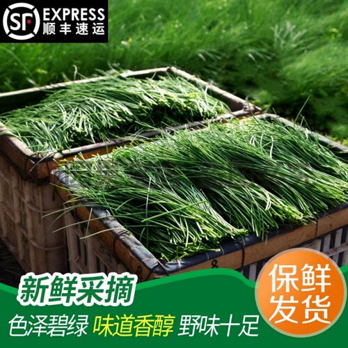 顺丰沙葱民勤新鲜蔬菜现摘现发