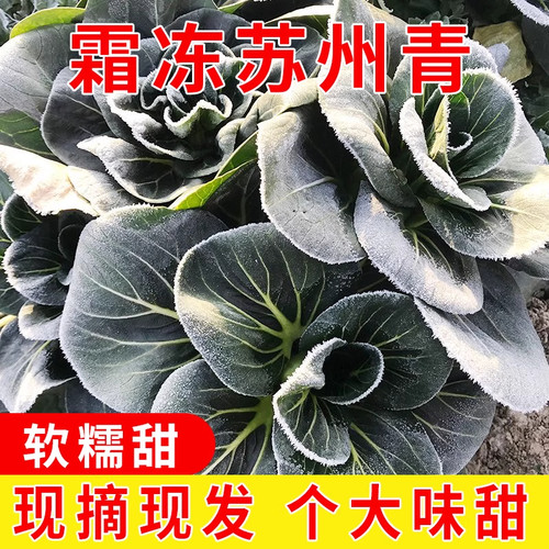 霜打青菜农家矮脚苏州青现摘现发