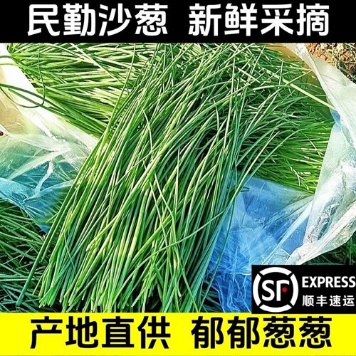 顺丰沙葱民勤新鲜蔬菜现摘现发