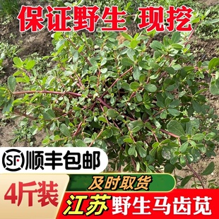 马齿苋新鲜蔬菜野菜马齿笕马齿菜苏北农家现摘现发时令菜顺丰包邮