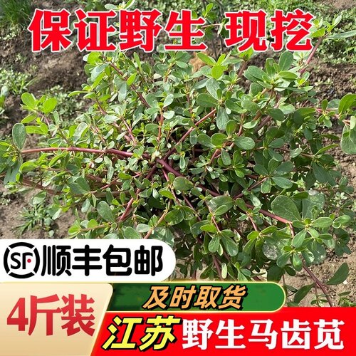 马齿苋新鲜蔬菜野菜马齿笕马齿菜苏北农家现摘现发时令菜顺丰包邮