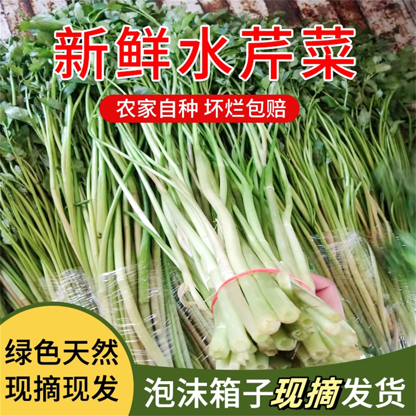 苏北水芹菜新鲜蔬菜农家野芹菜现摘现发少见时令无节水菜顺丰包邮