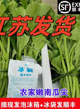 吃的南瓜藤新鲜】蔬菜专吃南瓜藤尖南瓜头南瓜尖佛手瓜尖苏北顺丰