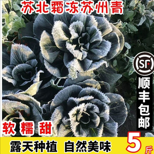 顺丰江苏霜打青菜新鲜蔬菜时令现摘苏北农家自种上海青霜冻苏州青