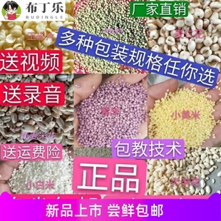 膨化小米花大米花小麦花小米酥一口酥米花原料包邮