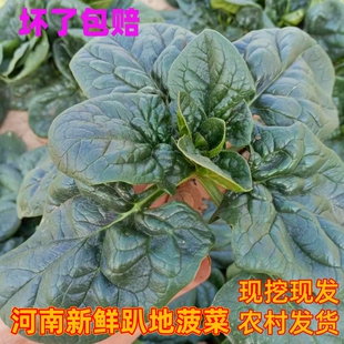 河南现挖蔬菜趴地菠菜新鲜矮脚土菠菜露天霜冻打红根新鲜波菜青菜