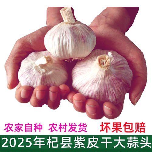 杞县农家自种新干大蒜头