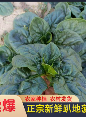 河南现挖蔬菜趴地菠菜新鲜矮脚土菠菜露天霜冻打红根新鲜波菜青菜