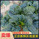 河南现挖蔬菜趴地菠菜新鲜矮脚土菠菜露天霜冻打红根新鲜波菜青菜